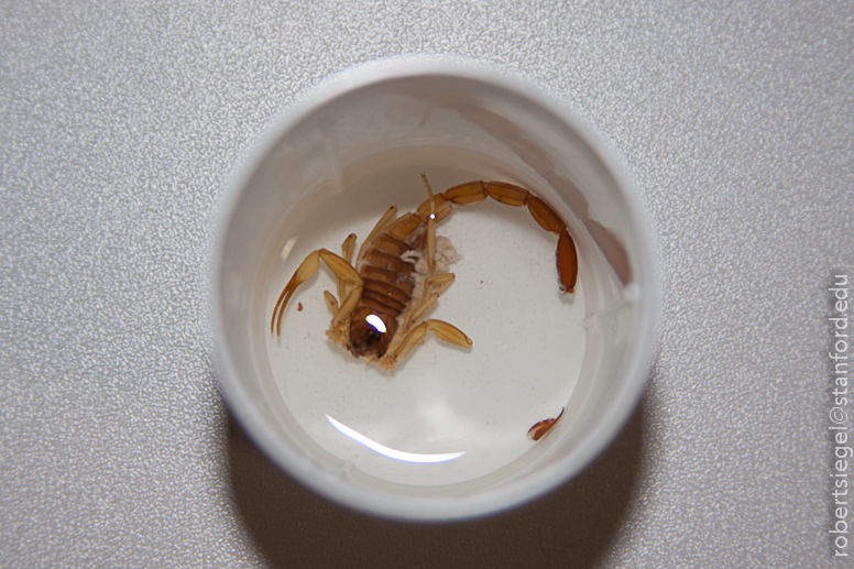 scorpion in a cup